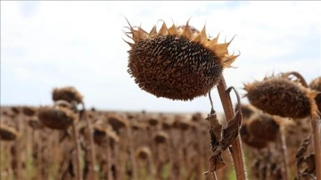 Edirne'de erken ekim ayçiçeği hasat ediliyor