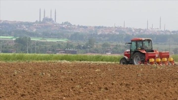 Edirne'de hastalıklara dayanıklı yerli hibrit ayçiçeği tohumları toprakla buluşuyor