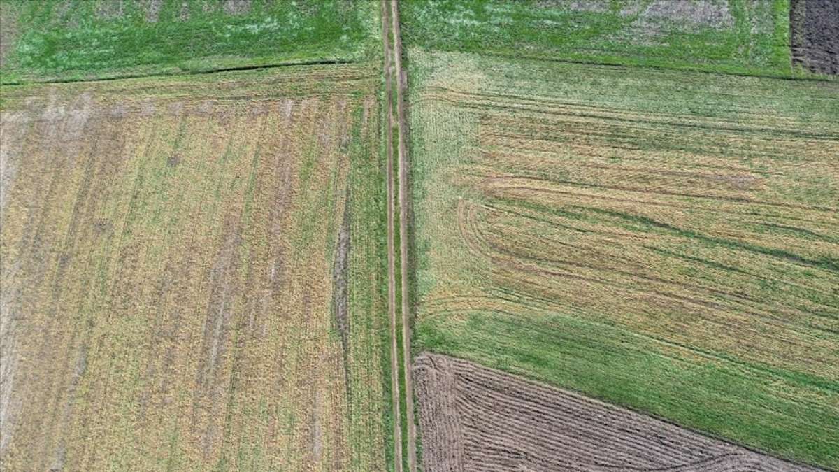 Edirne'de yüksek kesimlerde etkili olan zirai don buğday ve arpada zarara neden oldu