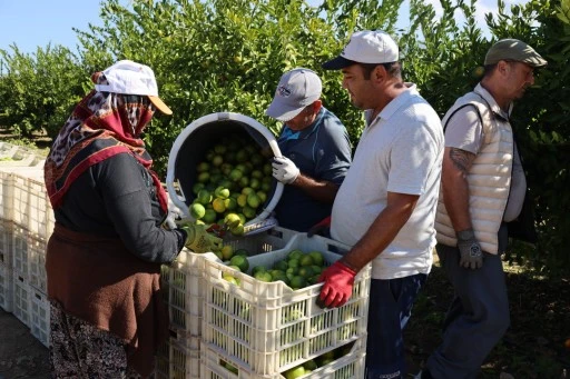 Ekim ayında mandalina ihracatında yüzde 144’lük rekor artış