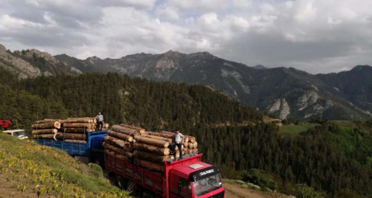 Ekmek parası için tomruk yüklü kamyonları tehlikeli dağ yollarında kullanıyorlar