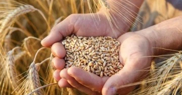  Ekmeklik buğdayın kilogramı 4,20-4,65 liradan işlem gördü
