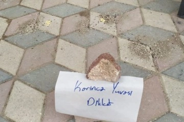 Elazığ'da yürekleri ısıtan görüntü: Karıncalar ezilmesin diye kaldırıma not bıraktı