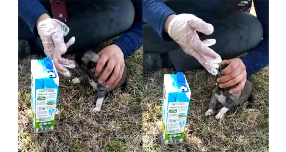 Eldiveni biberon yaptı, açlıktan ölmek üzere olan yavru köpeği kurtardı