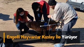 Engelli Hayvanlar Kızılay İle Y&uuml;r&uuml;yor