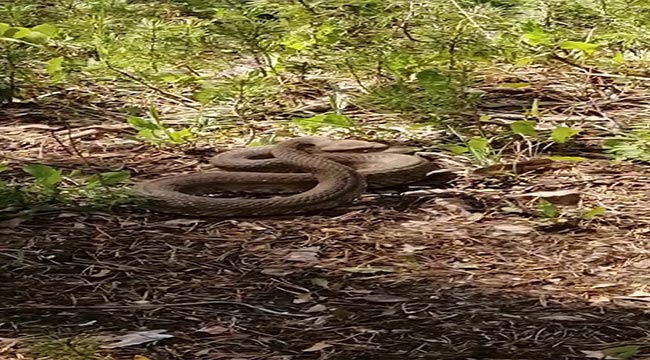 Engerek yılanlarının dansı