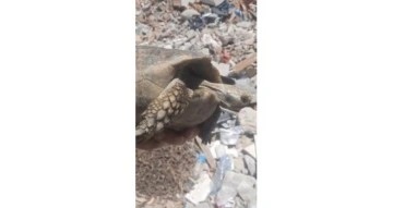 Enkazda olan kaplumbağa kurtarıldı