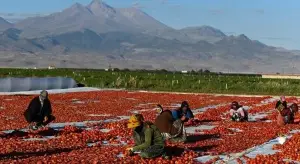 Erciyes Dağı'nın eteklerinde yetiştirilen domatesler kurutularak ihraç ediliyor