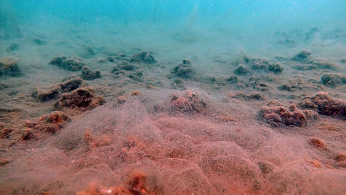 Erdek ve Bandırma körfezlerinin dibinde deniz salyası tehlikesi