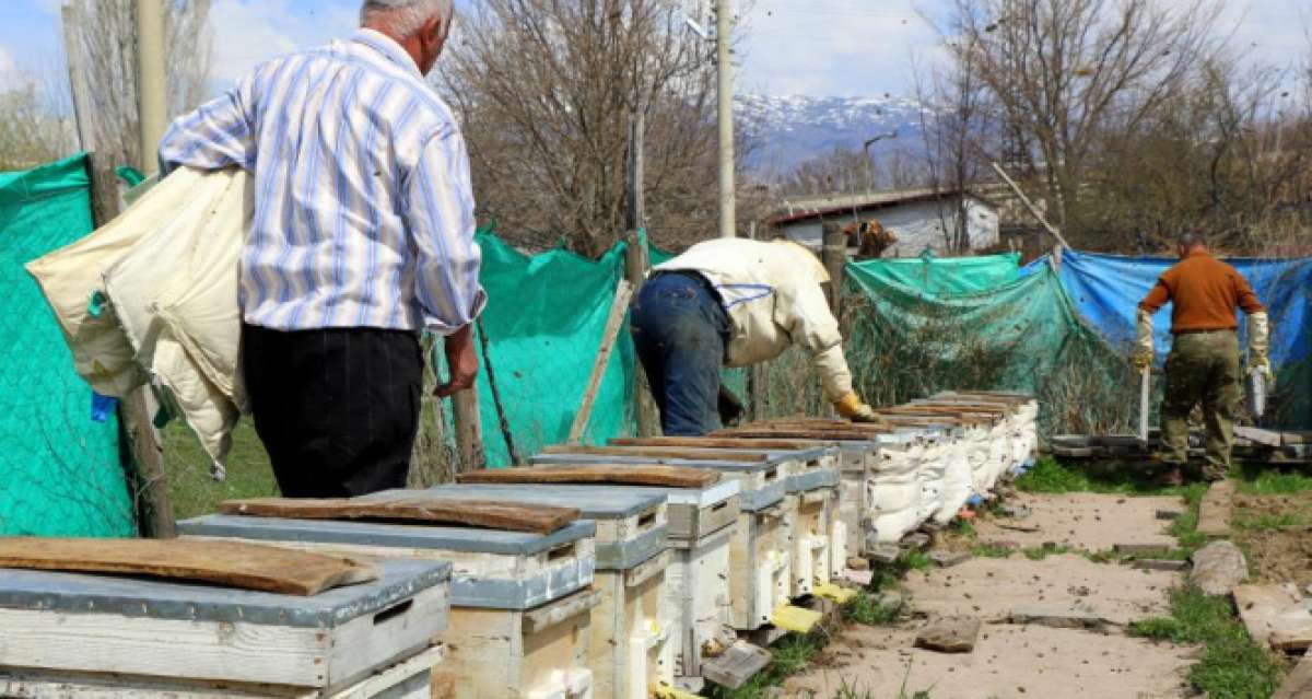 Erzincan'da kıştan çıkan bal arıları açan çiçeklerle buluştu