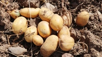 Erzurum'da 2 bin rakımda üretilen patatesten 108 bin ton rekolte bekleniyor
