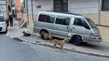 Esenyurt'ta sahipsiz köpekler mahalle sakinlerini korkutuyor