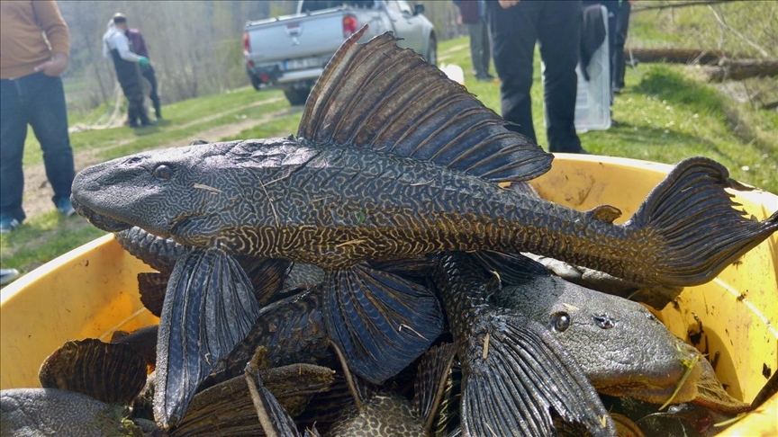 Eskişehir'de uzmanlar akarsuda tespit edilen istilacı iki balık türünü araştırdı