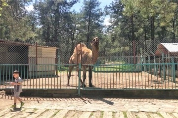 Faciadan dönülen hayvanat bahçesinde önlemler artırıldı