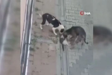 Fatih’te evde beslenen pitbull köpekleri kedileri öldürdü