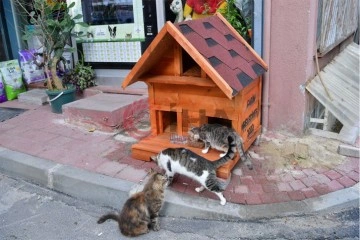 Fatih'te evi parçalanan kedi yeni yuvasına kavuştu
