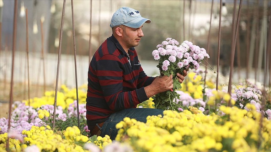 Filistinli Mümin nadir çiçek türleri üreterek İsrail'in tekeliyle mücadele ediyor