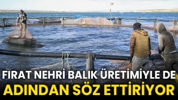 Fırat Nehri balık üretimiyle de adından söz ettiriyor