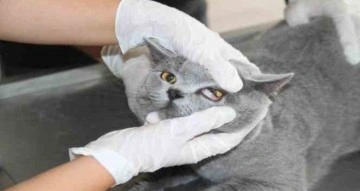 Fırat Üniversitesi Hayvan Hastanesi’nde 5 ayda 3 bin hayvan tedavi edildi