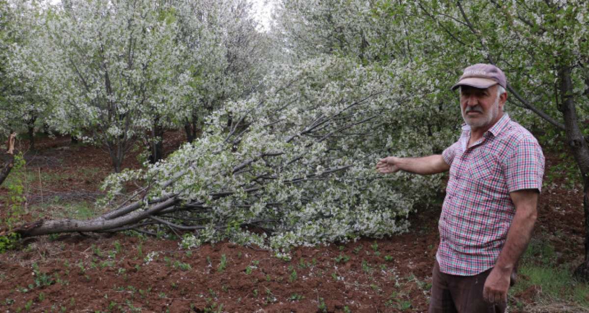 Fırtına meyve bahçelerini vurdu, yüzde 25 ürün kaybından endişe ediliyor