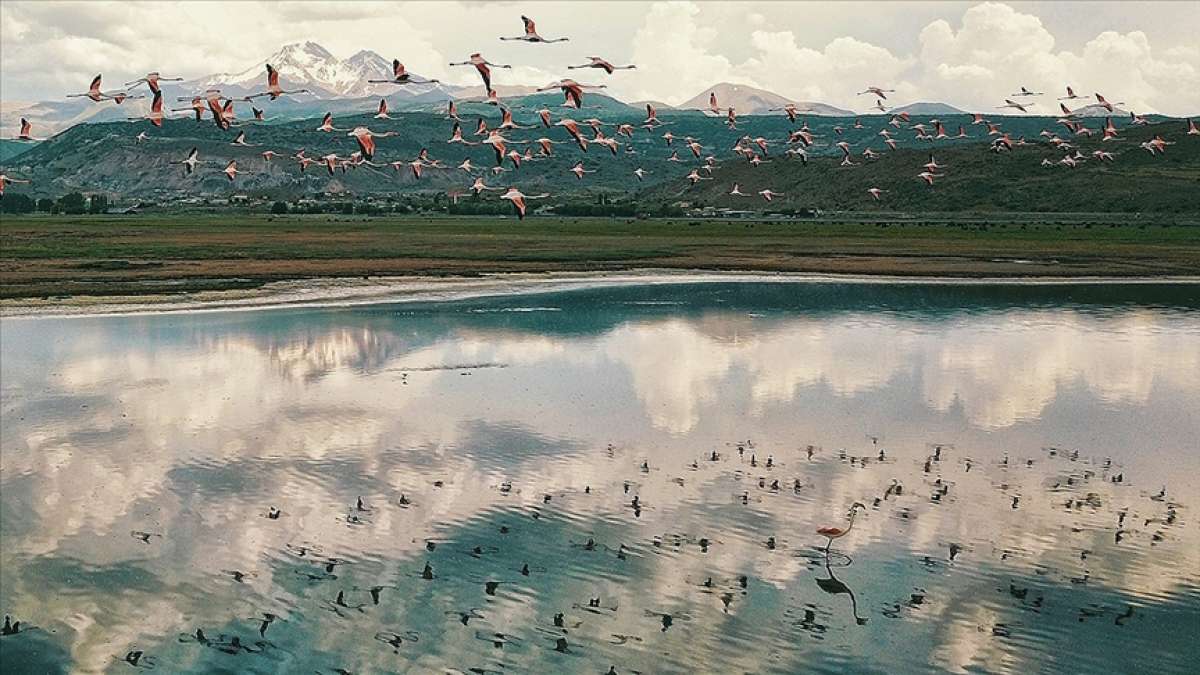 Flamingolar Hürmetçi Sazlığı'na renk kattı