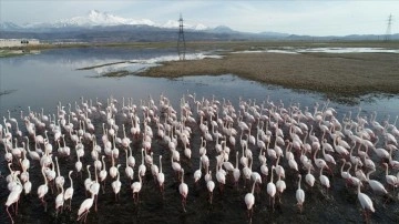 Flamingolar Hürmetçi Sazlığı'nı şenlendirdi