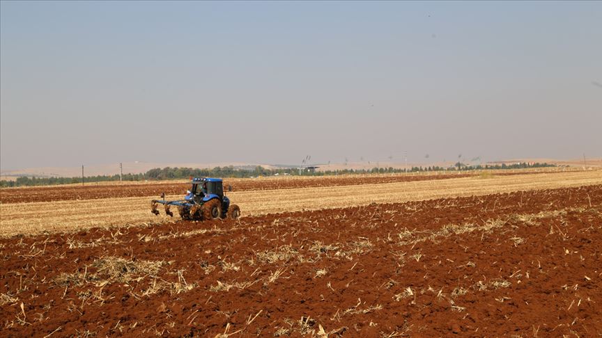 ’GAP’ın başkenti’nde geç gelen yağışlar tahıl ekim çalışmalarını hızlandırdı