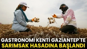 Gastronomi kenti Gaziantep'te sarımsak hasadına başlandı