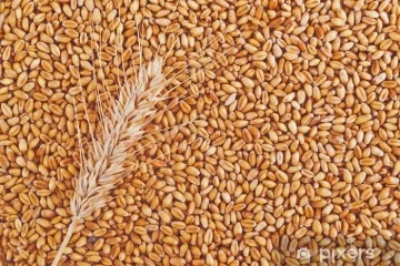 Büyükşehir Belediyesinden Arabanlı çiftçilere tohumluk buğday desteği