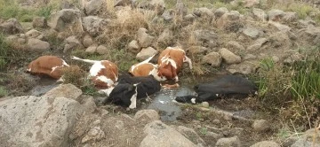 Gaziantep'in İslahiye ilçesinde, kopan elektrik telinin su birikintisine teması sonucu 7 büyükbaş hayvan telef oldu.