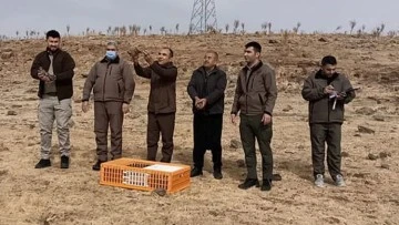 Gaziantep'te 1500 kınalı keklik doğaya bırakıldı