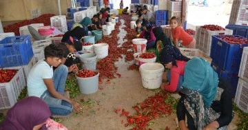 Gaziantep'te biber işçilerinin ücreti belirlendi