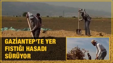 Gaziantep'te yer fıstığı hasadı sürüyor