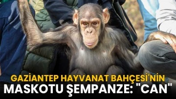 Gaziantep Hayvanat Bahçesi'nin maskotu şempanze: &quot;Can&quot;