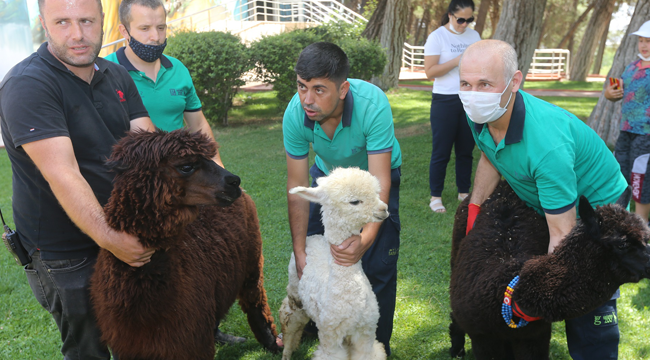 Gaziantep Hayvanat Bahçesi yeni misafirlerini ağırlamaya başladı