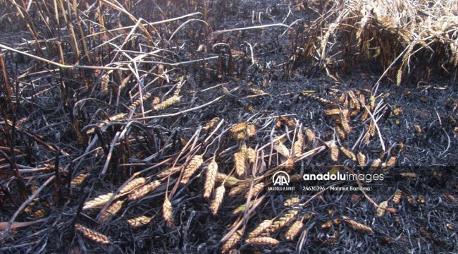 Gaziantep'in Araban ilçesinde hububat ekili alanlarda çıkan yangında 52 dönüm alan zarar gördü.