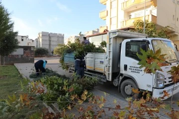 Gaziantep Nizip Belediye ekiplerinin çalışmalarıyla ağaçlar sağlıklı bir görünüme kavuşuyor