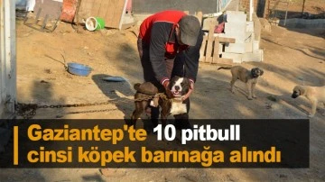 Gaziantep'te 10 pitbull cinsi k&ouml;pek barınağa alındı