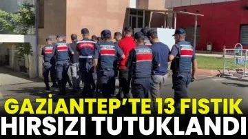 Gaziantep’te 13 fıstık hırsızı tutuklandı