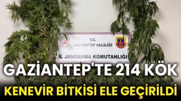 Gaziantep'te 214 kök kenevir bitkisi ele geçirildi