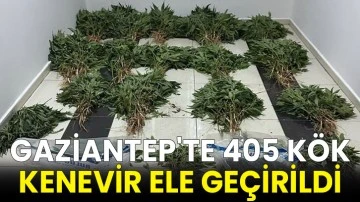 Gaziantep'te 405 kök kenevir ele geçirildi