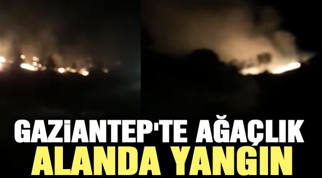 Gaziantep'te ağaçlık alanda yangın