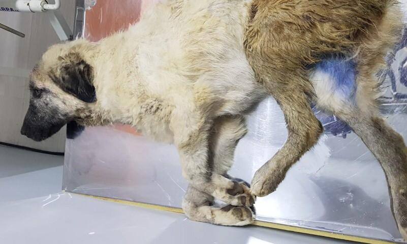 Gaziantep'te arabanın çarpıp kaçtığı köpek için, yardım talebi!