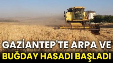 Gaziantep'te arpa ve buğday hasadı başladı