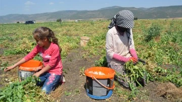 Gaziantep'te bezelye hasadına başlandı