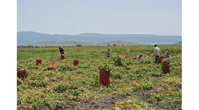  Gaziantep'te bezelye hasadına başlandı 