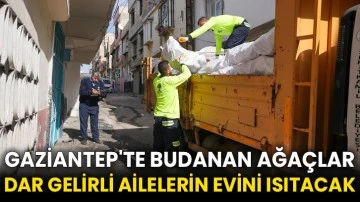 Gaziantep'te budanan ağaçlar dar gelirli ailelerin evini ısıtacak