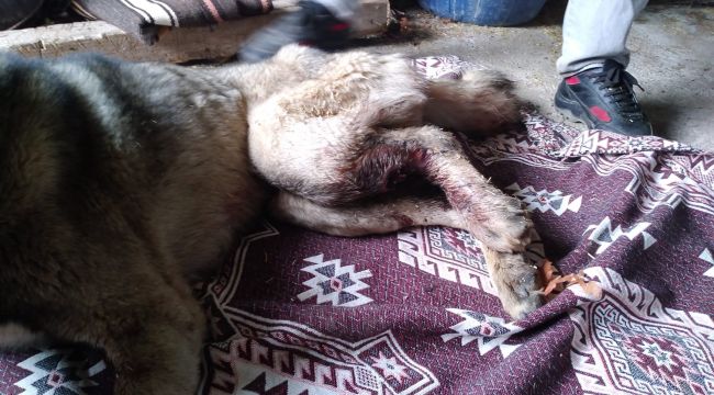 Gaziantep'te çoban köpeğini av tüfeğiyle vurdular