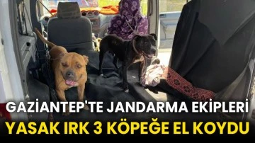 Gaziantep'te jandarma ekipleri yasak ırk 3 köpeğe el koydu