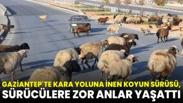 Gaziantep'te kara yoluna inen koyun sürüsü, sürücülere zor anlar yaşattı
